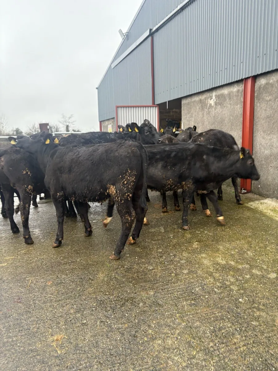 12x Angus heifers 300kgs - Image 1
