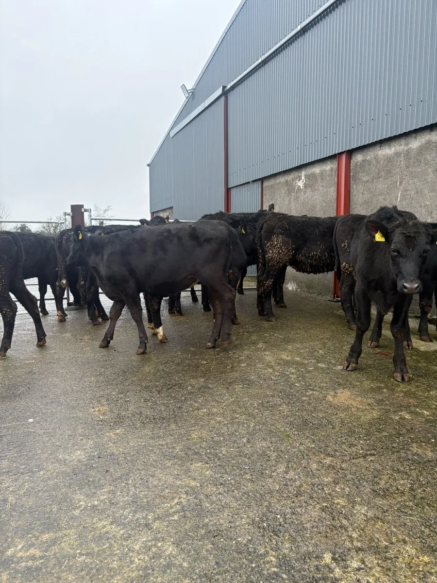 12x Angus heifers 300kgs - Image 2