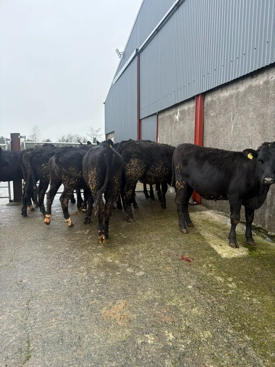 12x Angus heifers 300kgs - Image 3