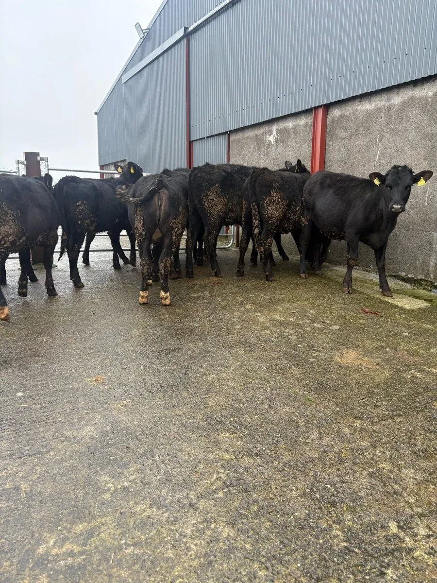 12x Angus heifers 300kgs - Image 4