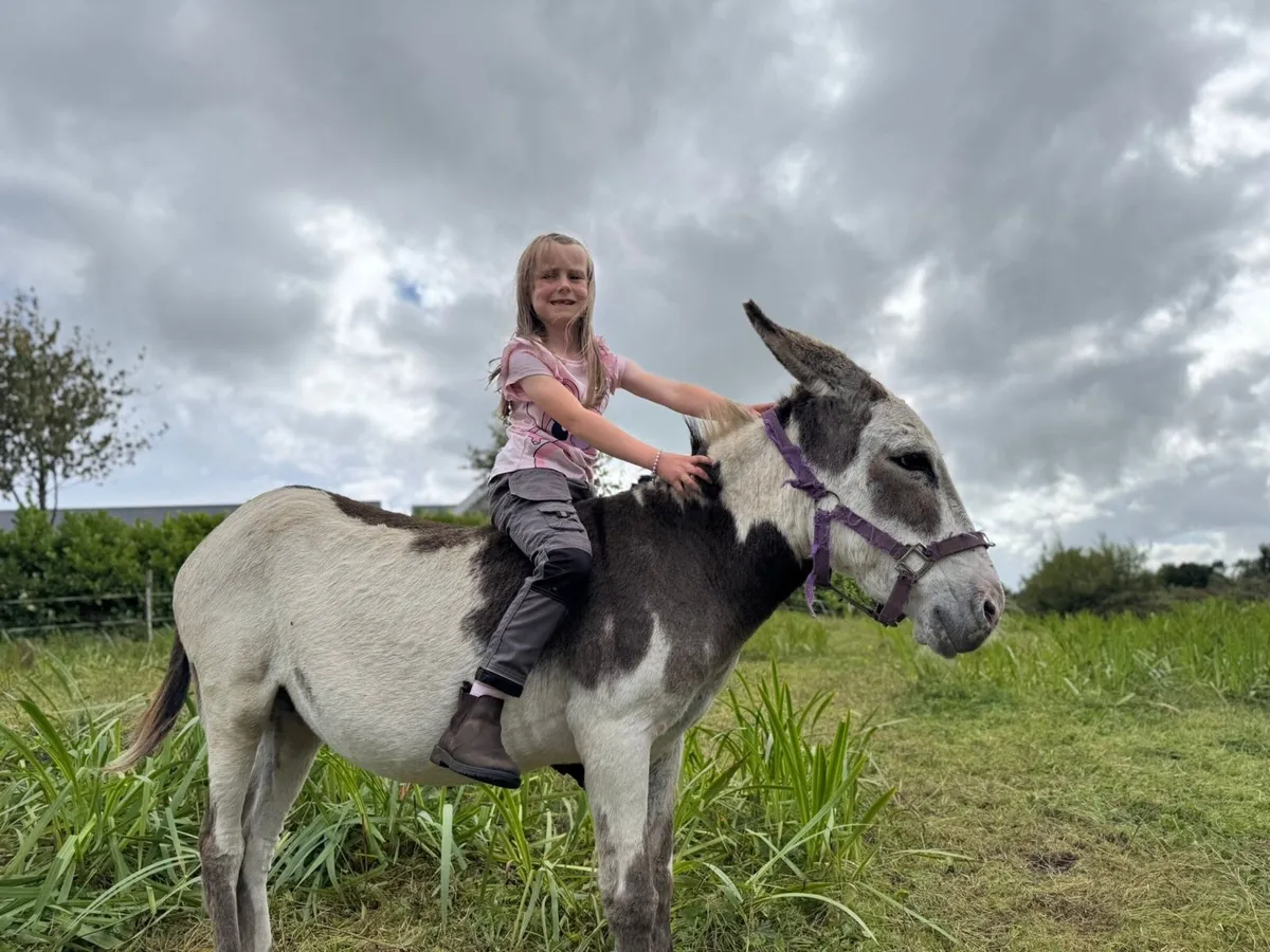 Piebald mare donkey - Image 1