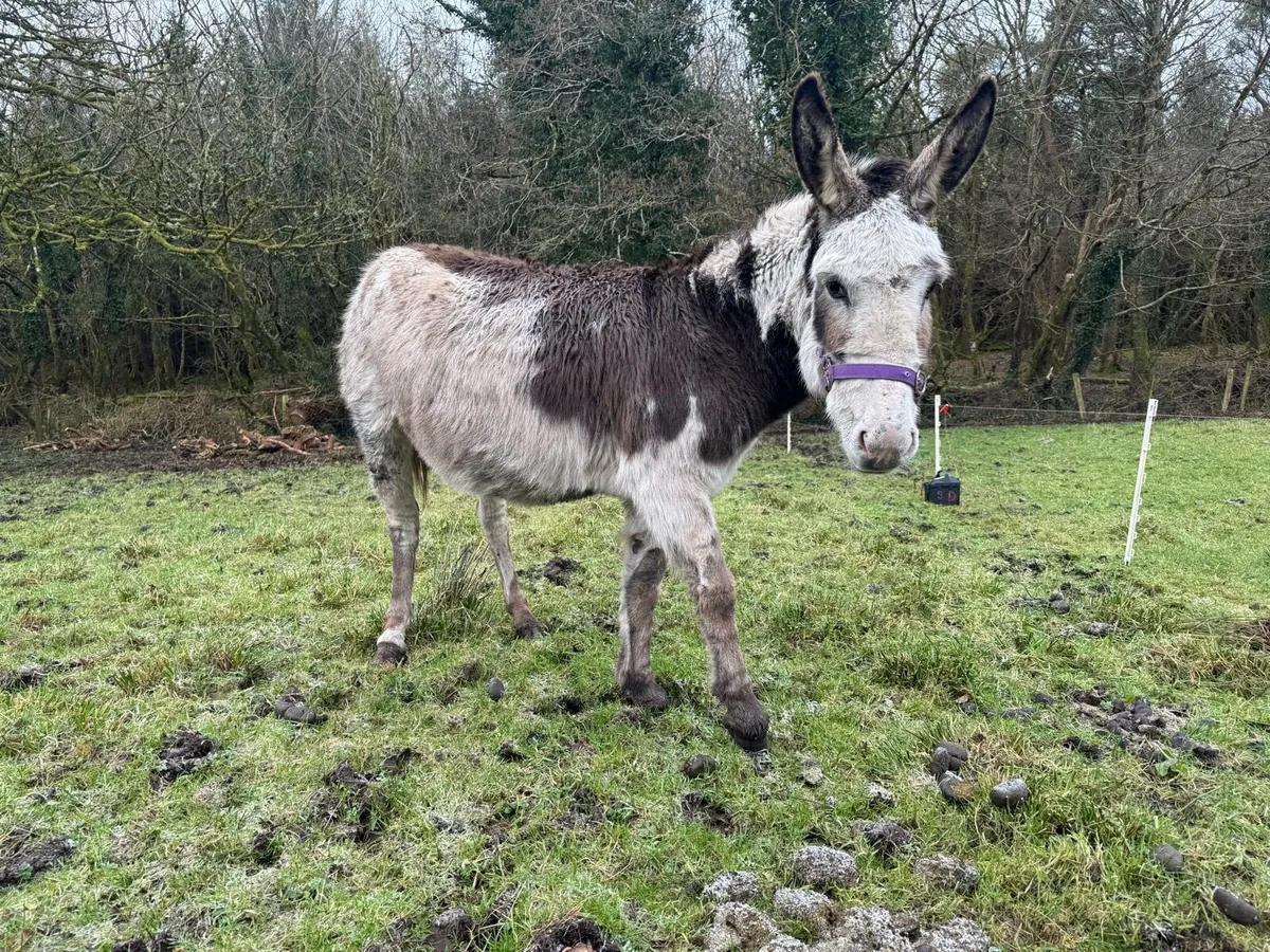 Piebald mare donkey - Image 2