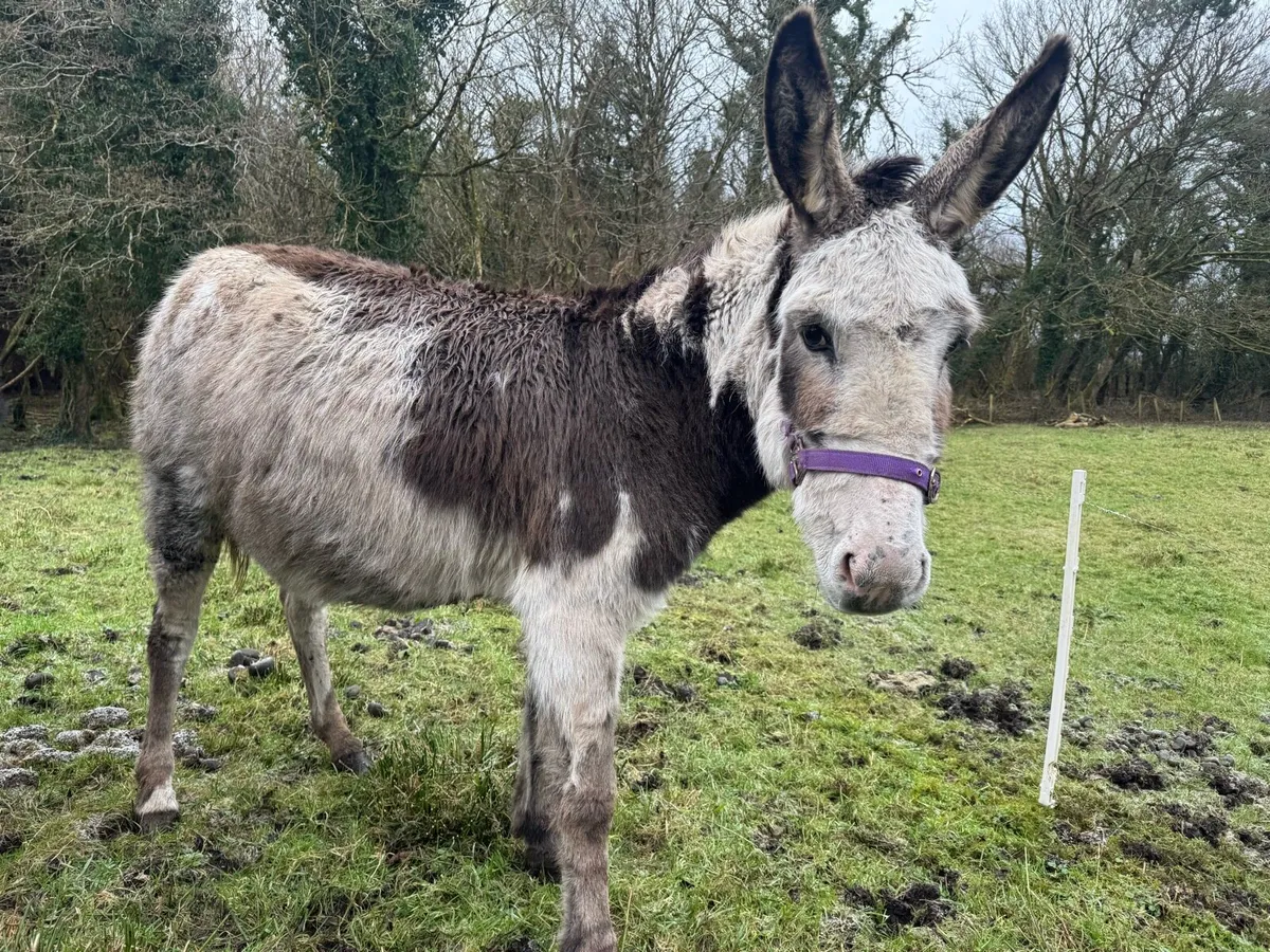 Piebald mare donkey - Image 3