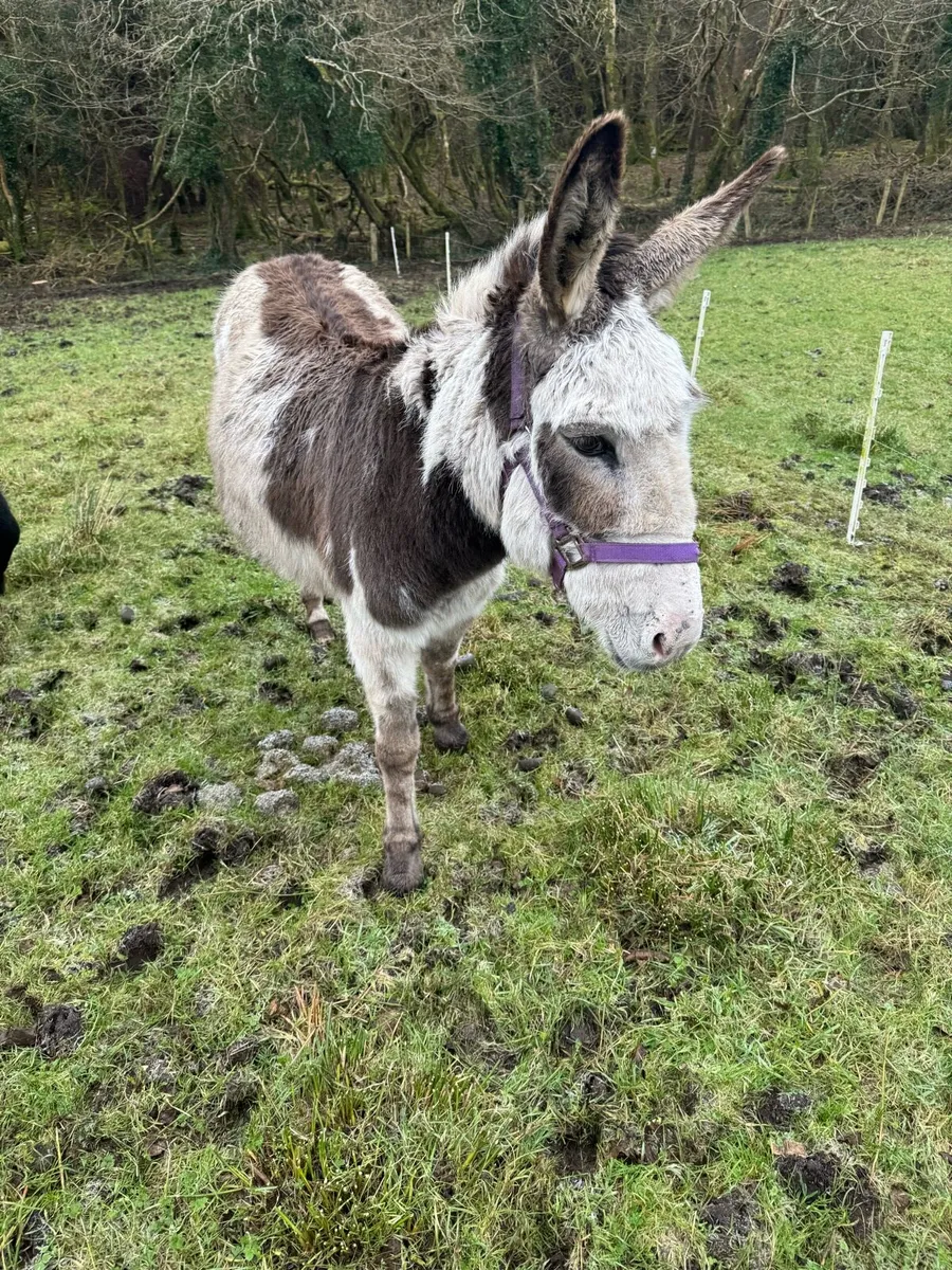 Piebald mare donkey - Image 4