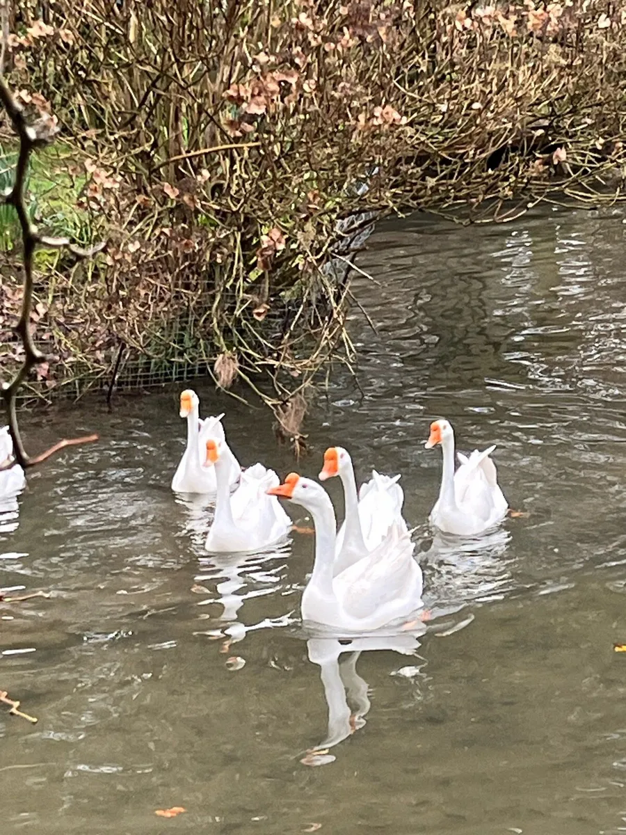Chinese Geese - Image 2
