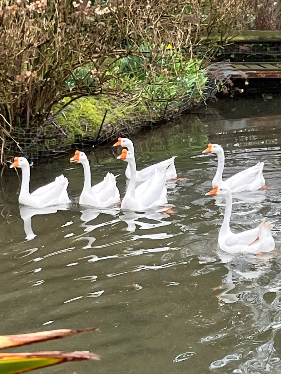 Chinese Geese - Image 1