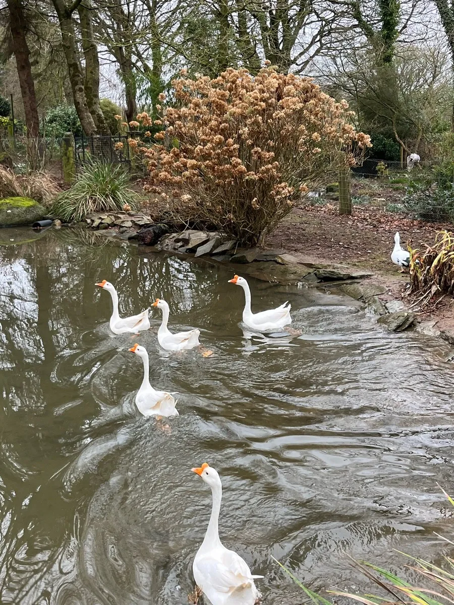 Chinese Geese - Image 4