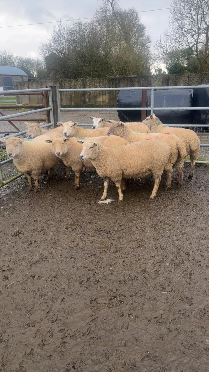 12 in lamb hoggat ewes in New Ross mart - Image 1