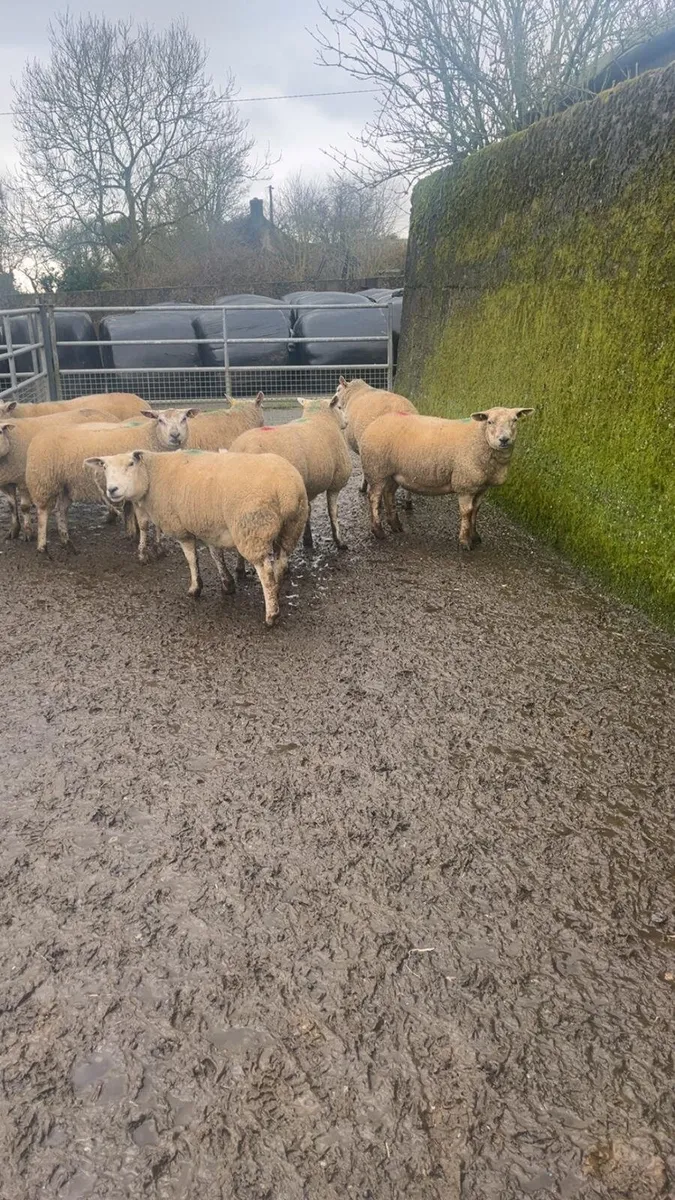 12 in lamb hoggat ewes in New Ross mart - Image 3