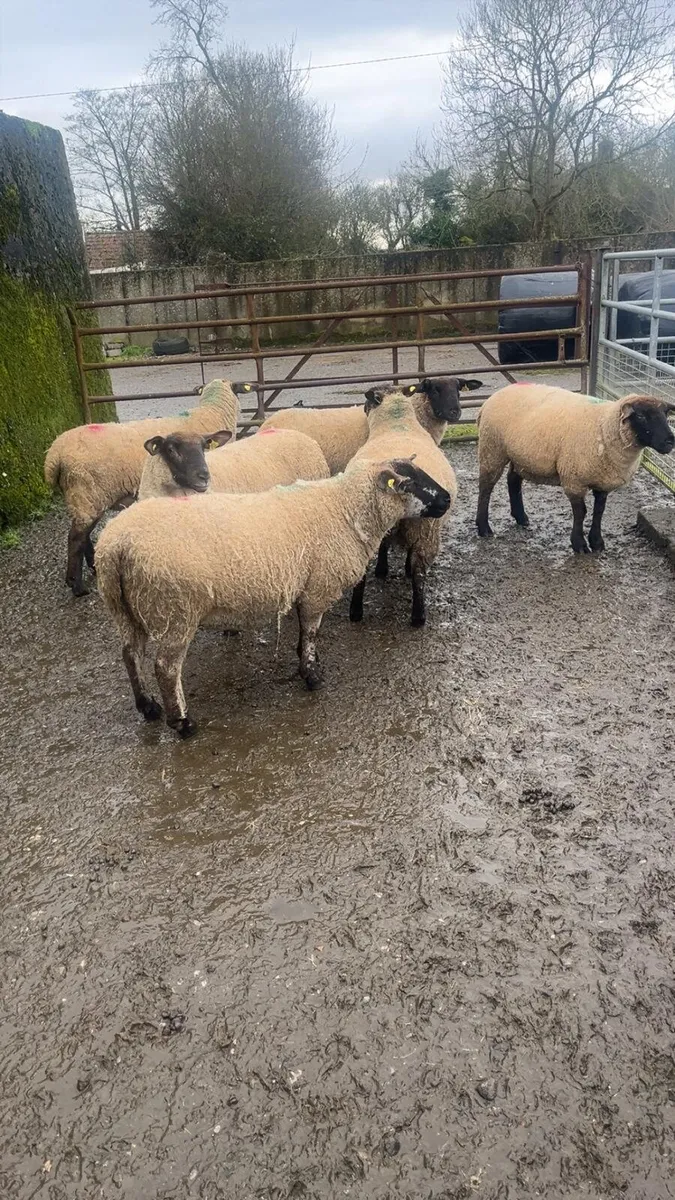 12 in lamb hoggat ewes in New Ross mart - Image 4