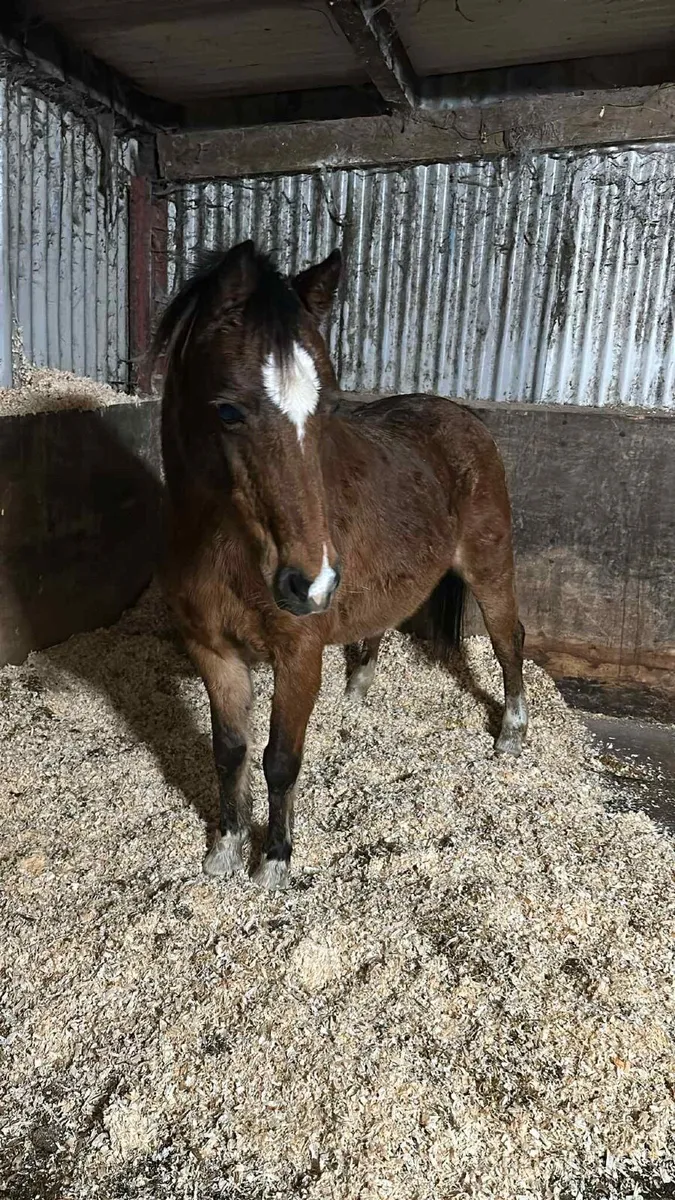 Broodmare companion older mare Welsh Section B