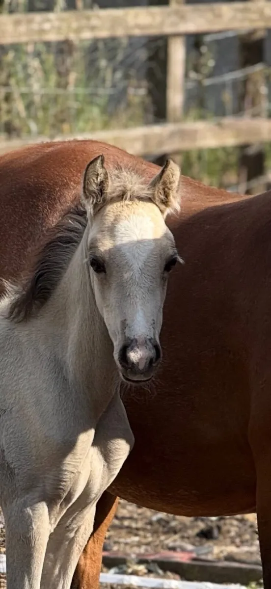 Connemara x Welsh Section B filly foal buckskin - Image 1
