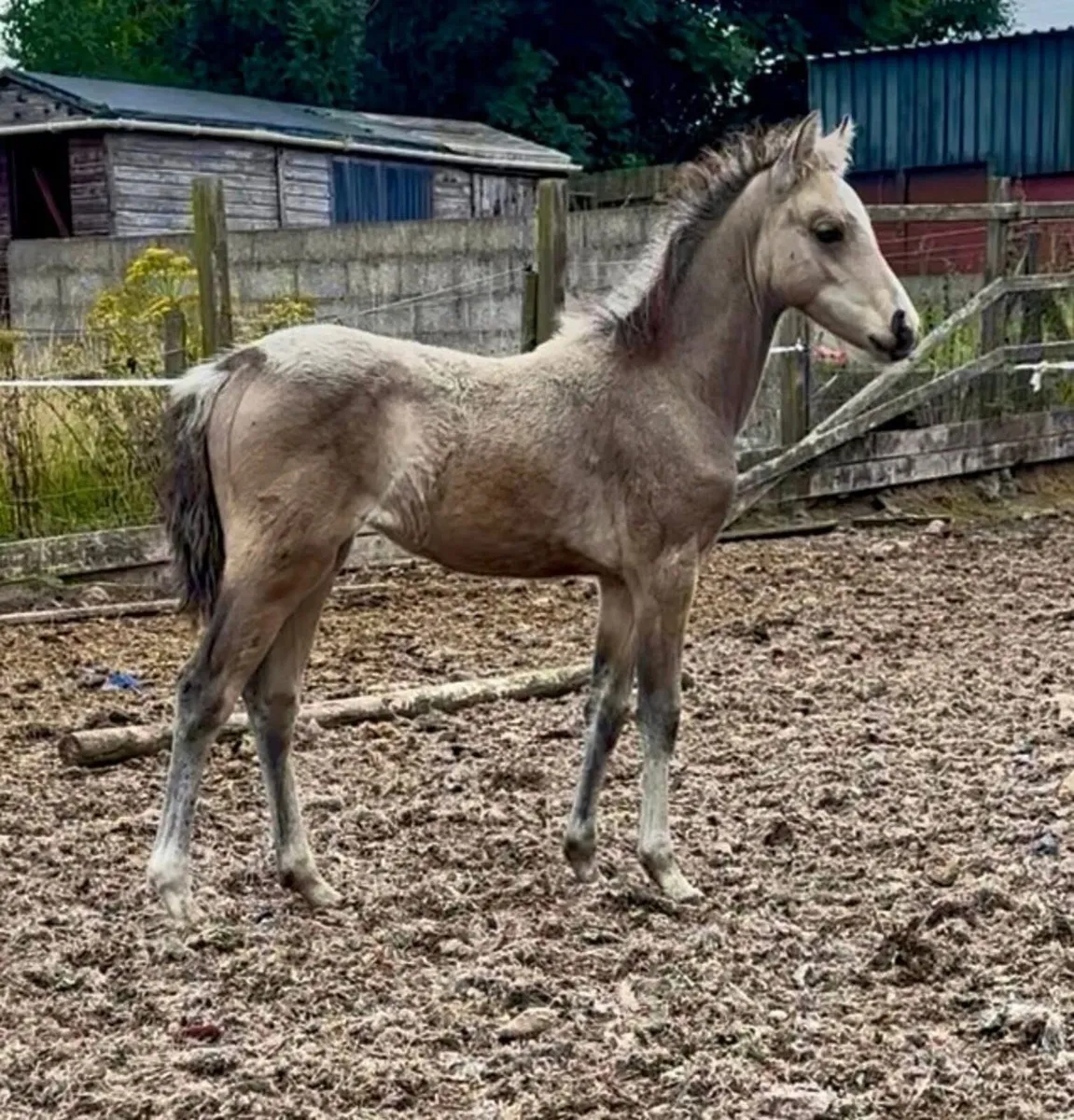 Connemara x Welsh Section B filly foal buckskin - Image 3