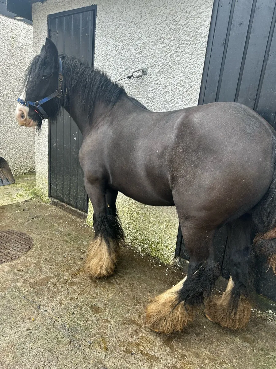 Kerryman filly - Image 2