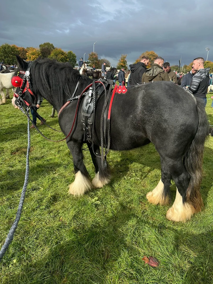 Kerryman filly - Image 3