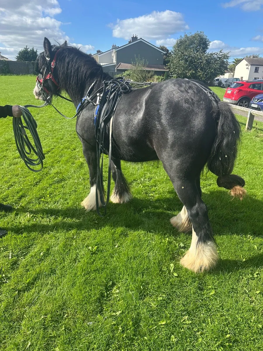 Kerryman filly - Image 4