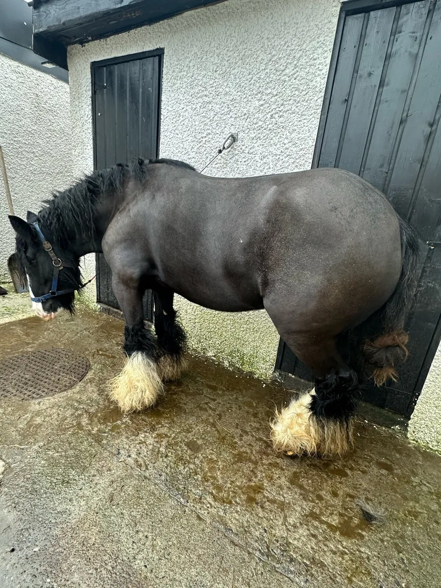 Kerryman filly - Image 4