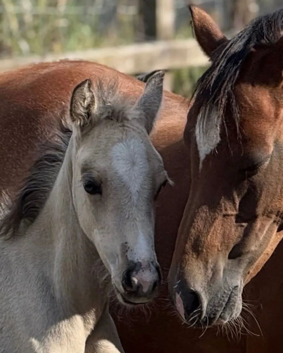 Connemara x Welsh Section B filly foal buckskin - Image 4