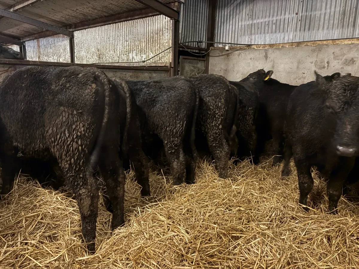 18 Angus bullocks - Image 2