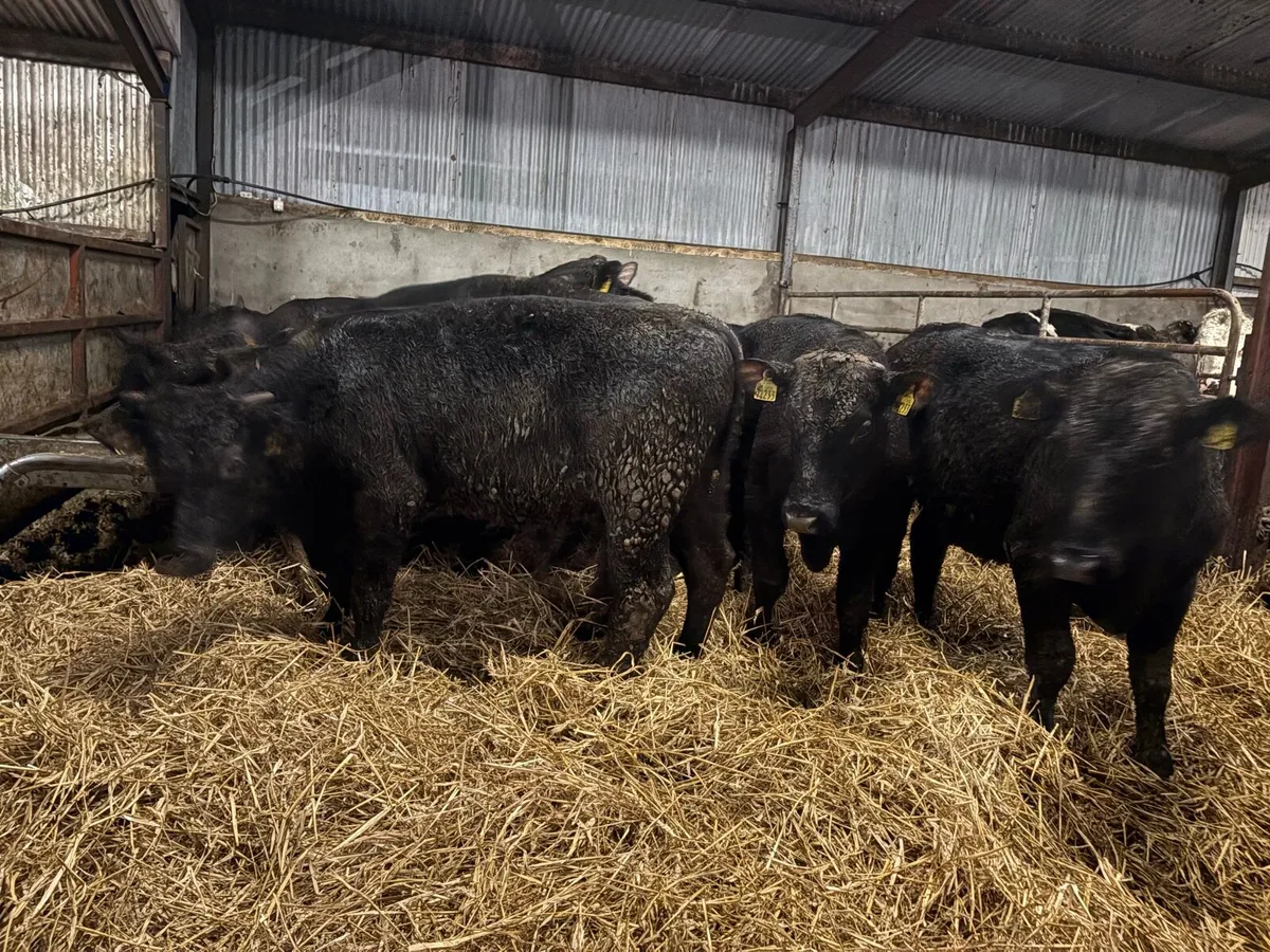 18 Angus bullocks - Image 3