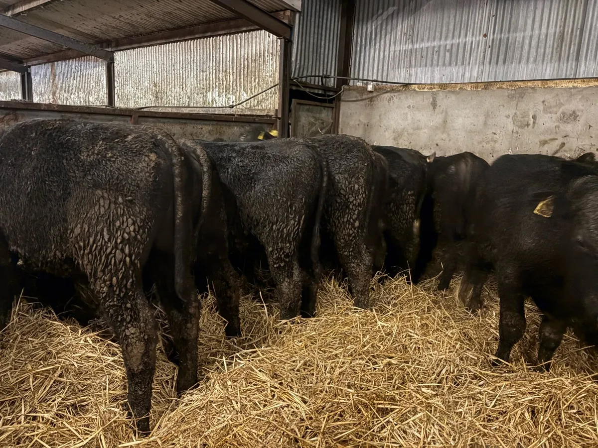 18 Angus bullocks - Image 4