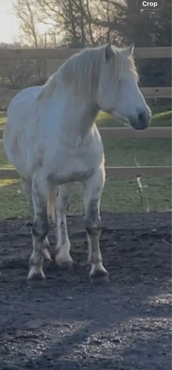 Class 1 Connemara Stallion - Image 3