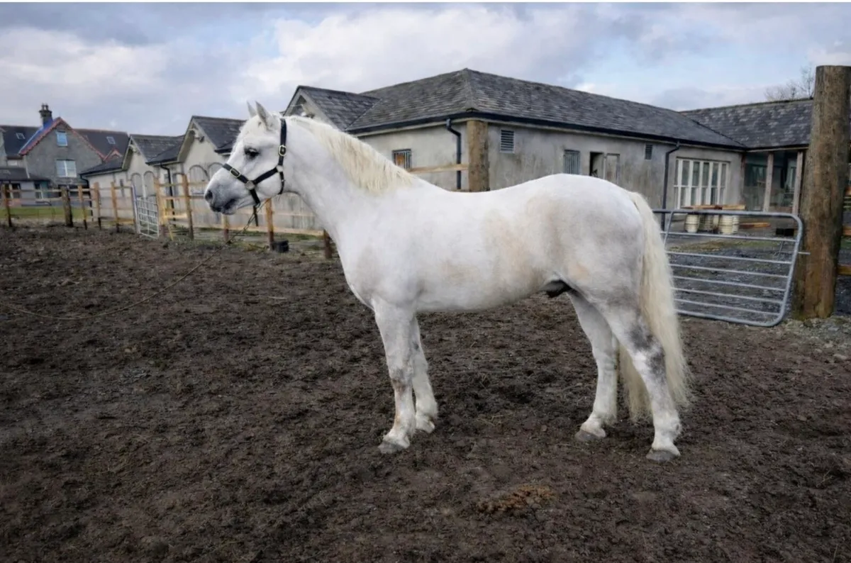 Class 1 Connemara Stallion - Image 1