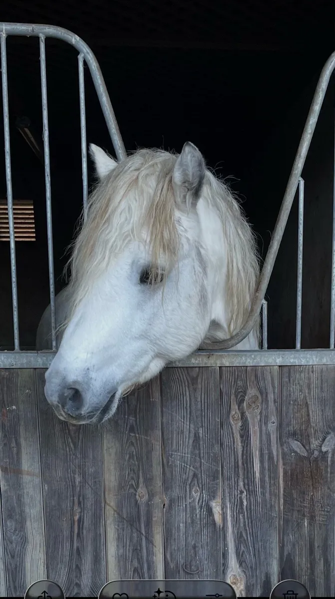 Class 1 Connemara Stallion - Image 2