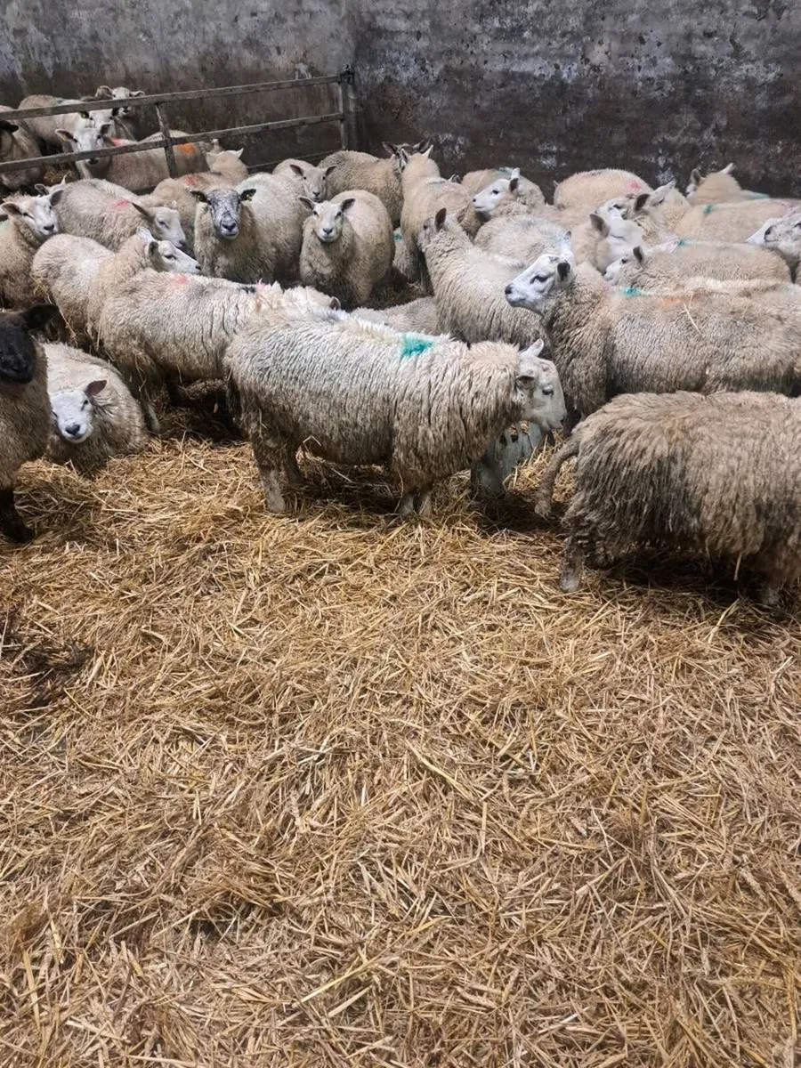 Store lambs - Image 3