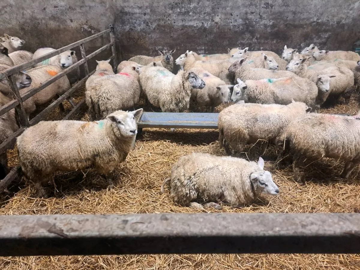 Store lambs - Image 1