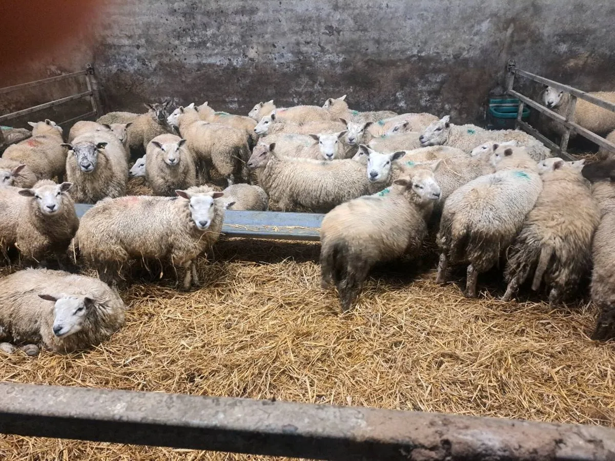 Store lambs - Image 2