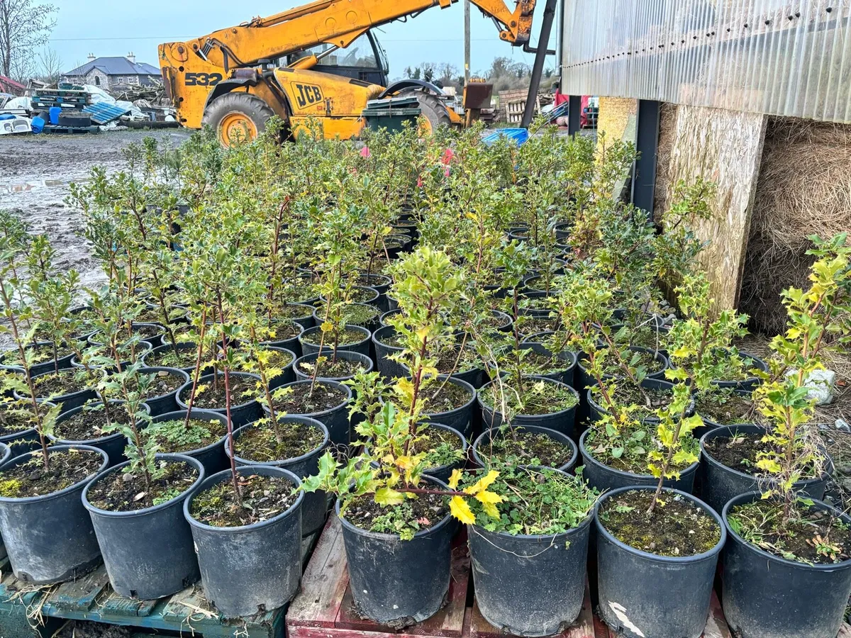 Oak, Holly, Red Rowan, Cherry, Scots Pine 🌲🪴 - Image 1