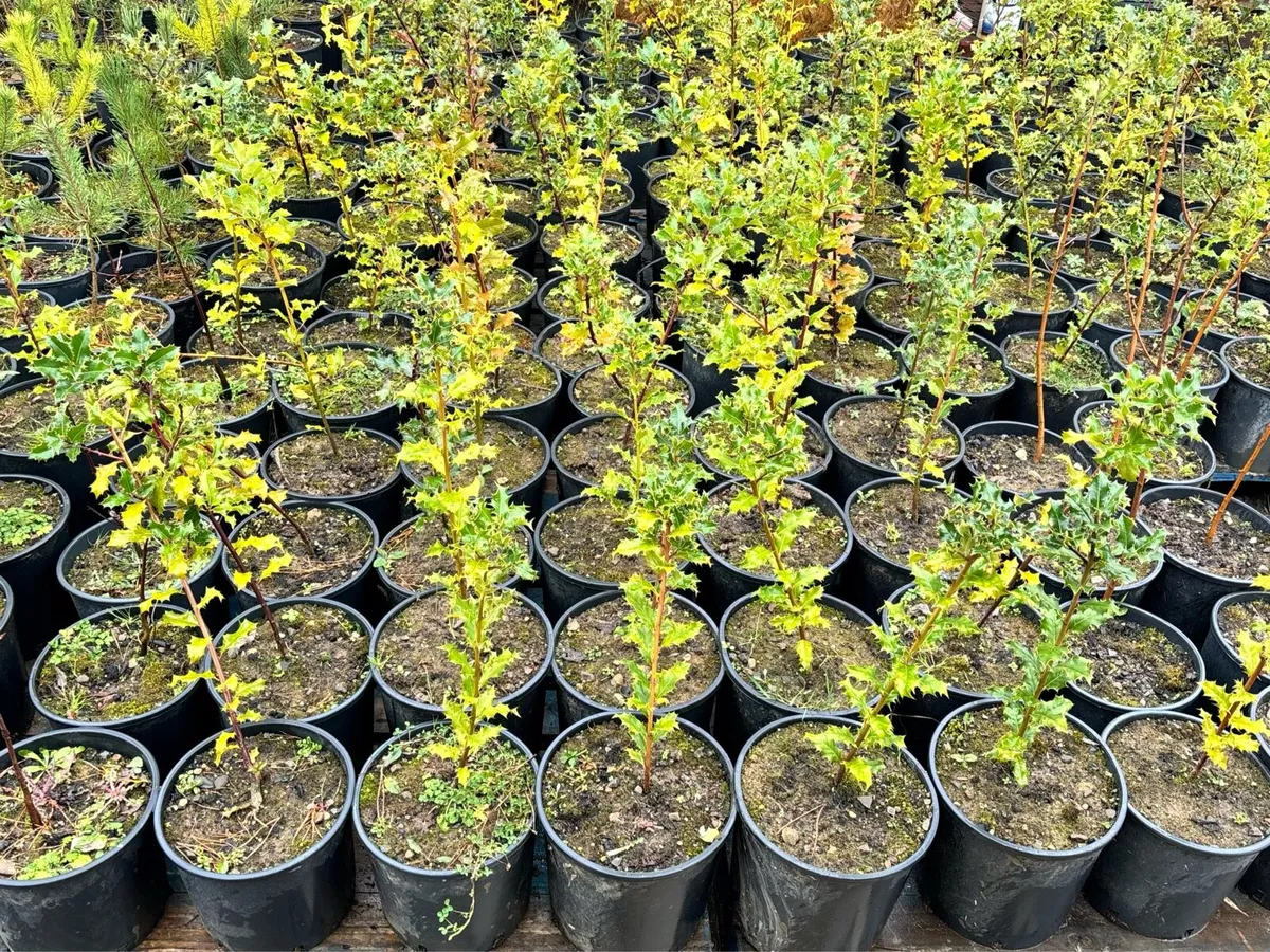 Oak, Holly, Red Rowan, Cherry, Scots Pine 🌲🪴 - Image 3