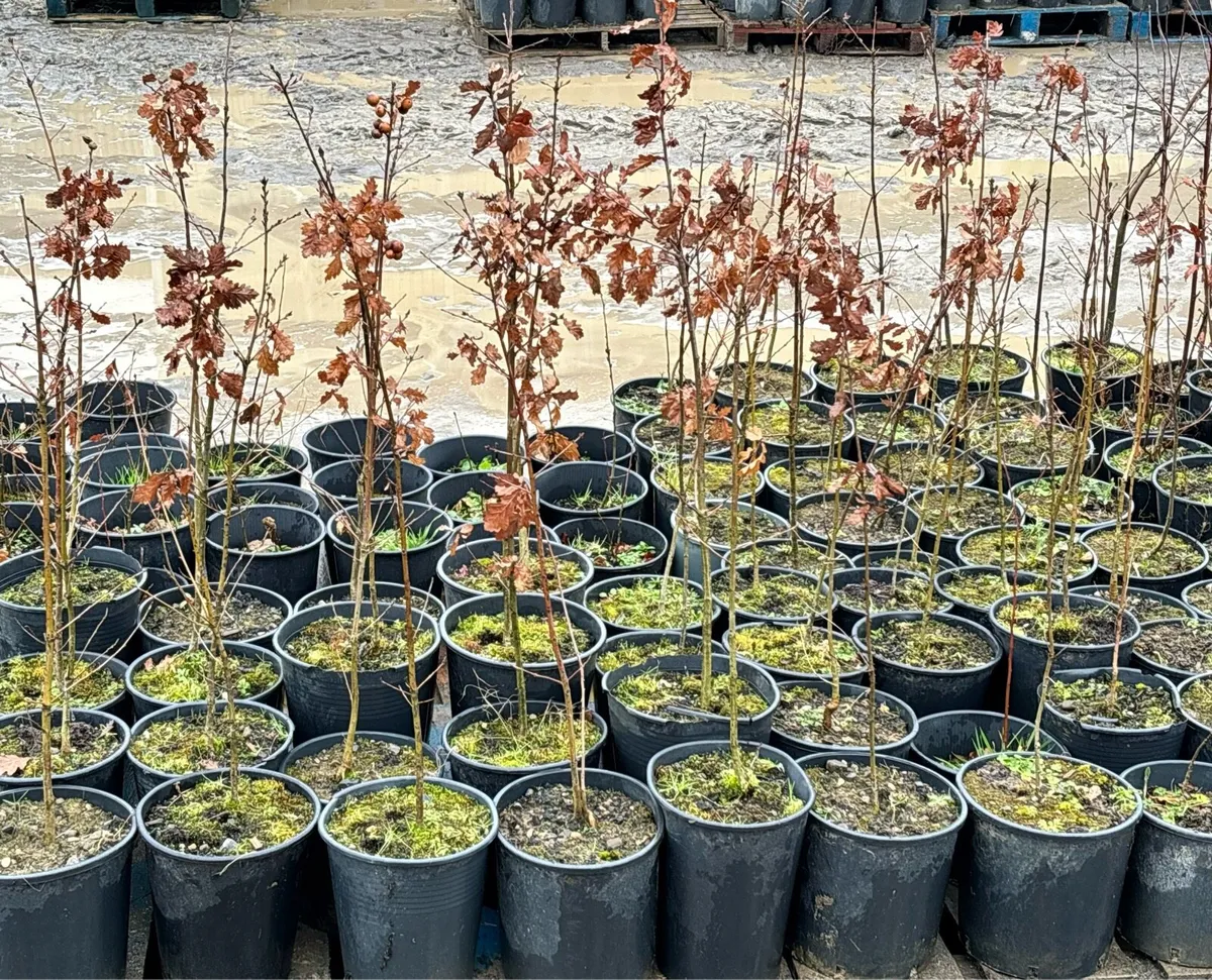 Oak, Holly, Red Rowan, Cherry, Scots Pine 🌲🪴 - Image 4