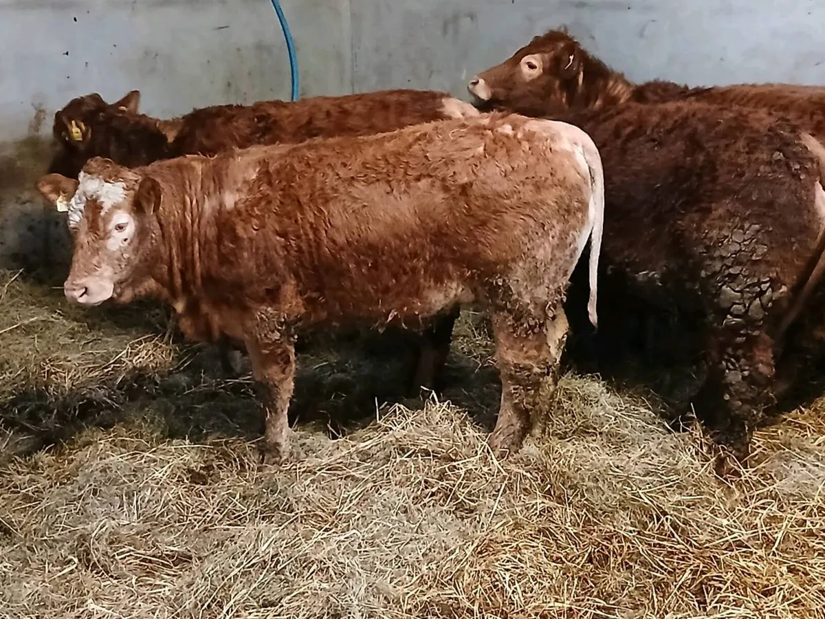 5 Top Quality Heifer's for sale - Image 2