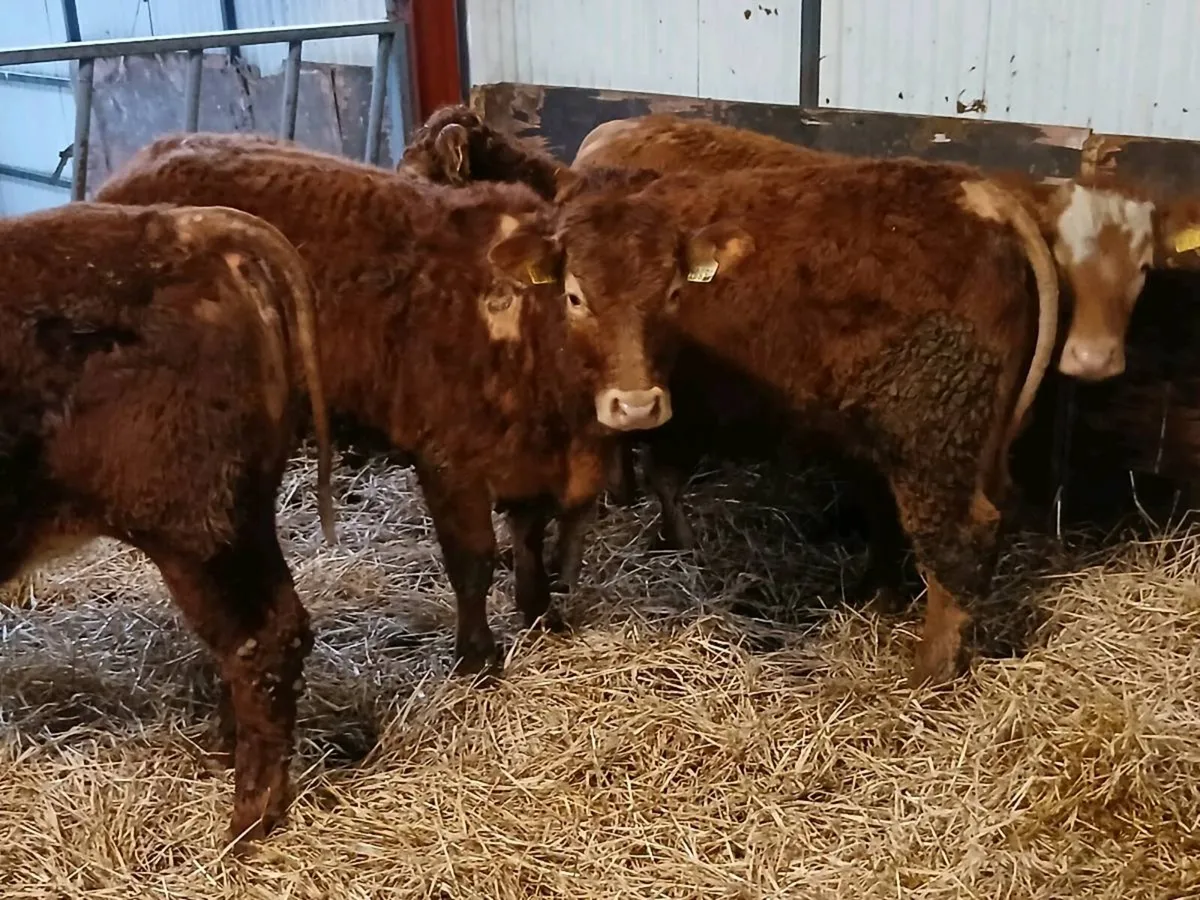 5 Top Quality Heifer's for sale - Image 3