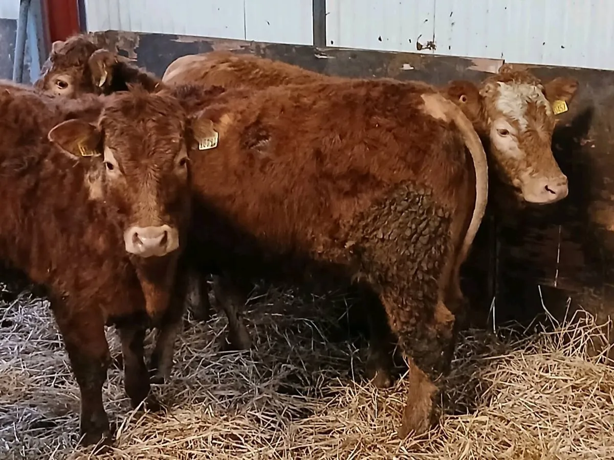 5 Top Quality Heifer's for sale - Image 1