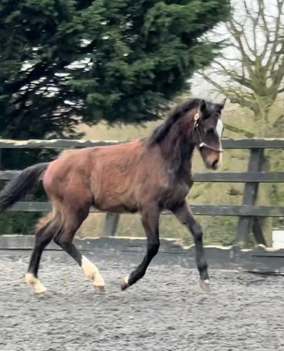 Ermitage Kalone x cornet Obolensky - Image 1