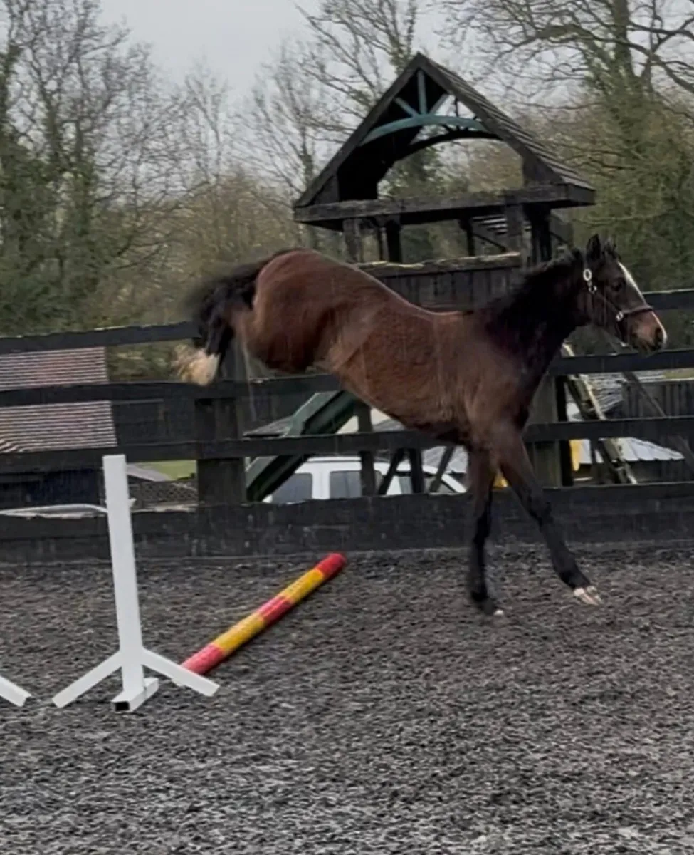 Ermitage Kalone x cornet Obolensky - Image 3