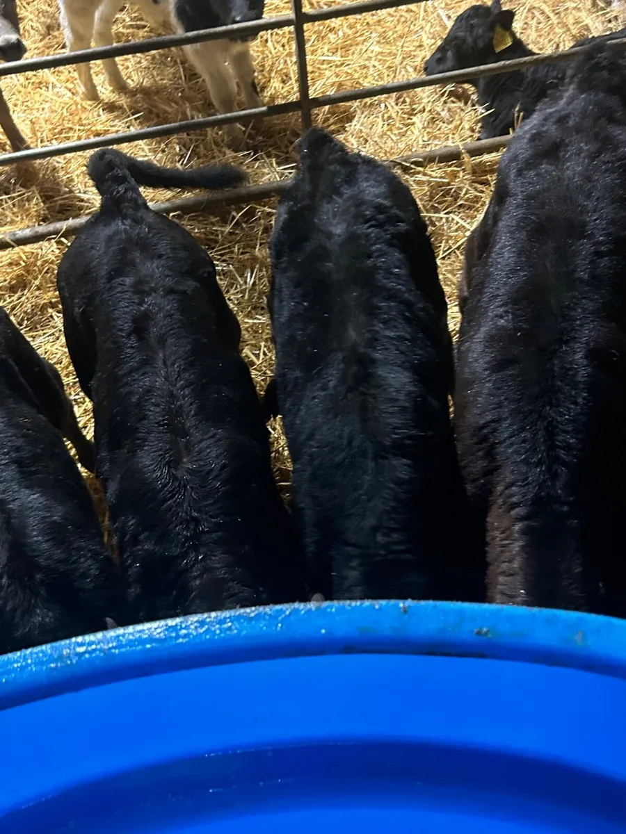 10 Angus calves 5 heifers 5 bulls - Image 2