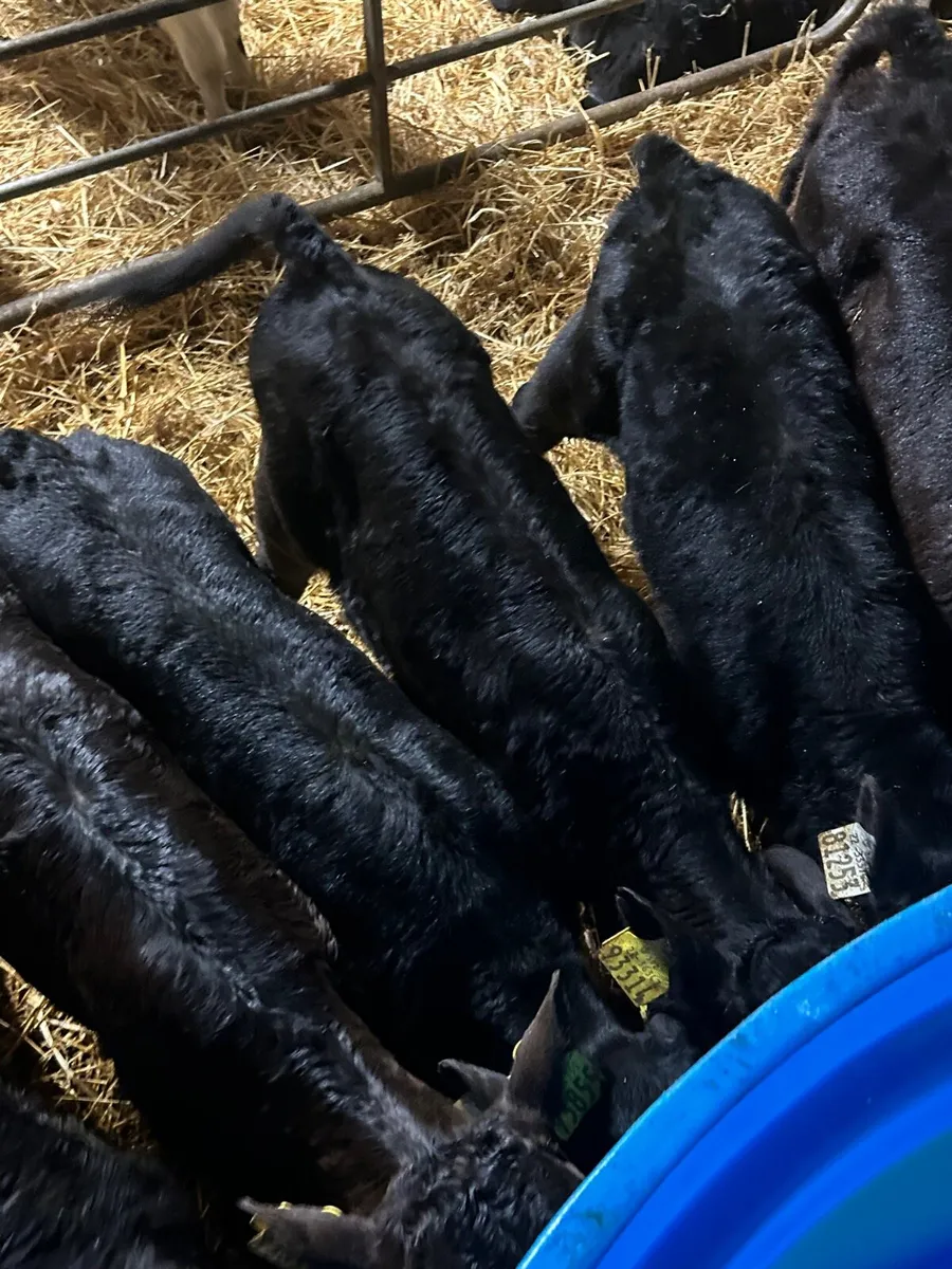 10 Angus calves 5 heifers 5 bulls - Image 3