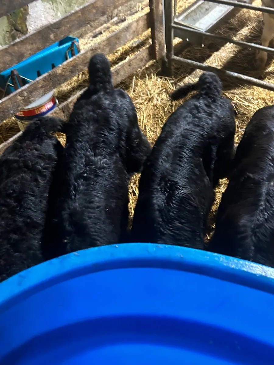 10 Angus calves 5 heifers 5 bulls - Image 4