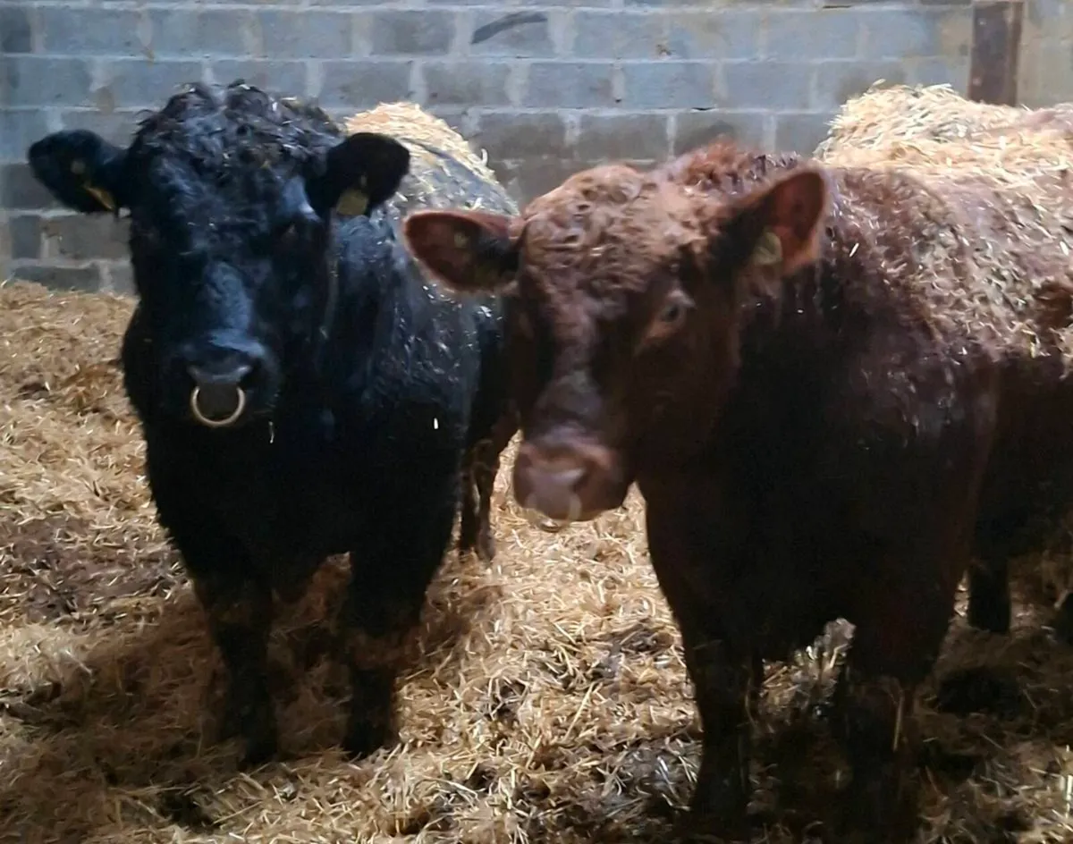 Pedigree Angus Bulls 🌟🌟🌟🌟🌟 - Image 1