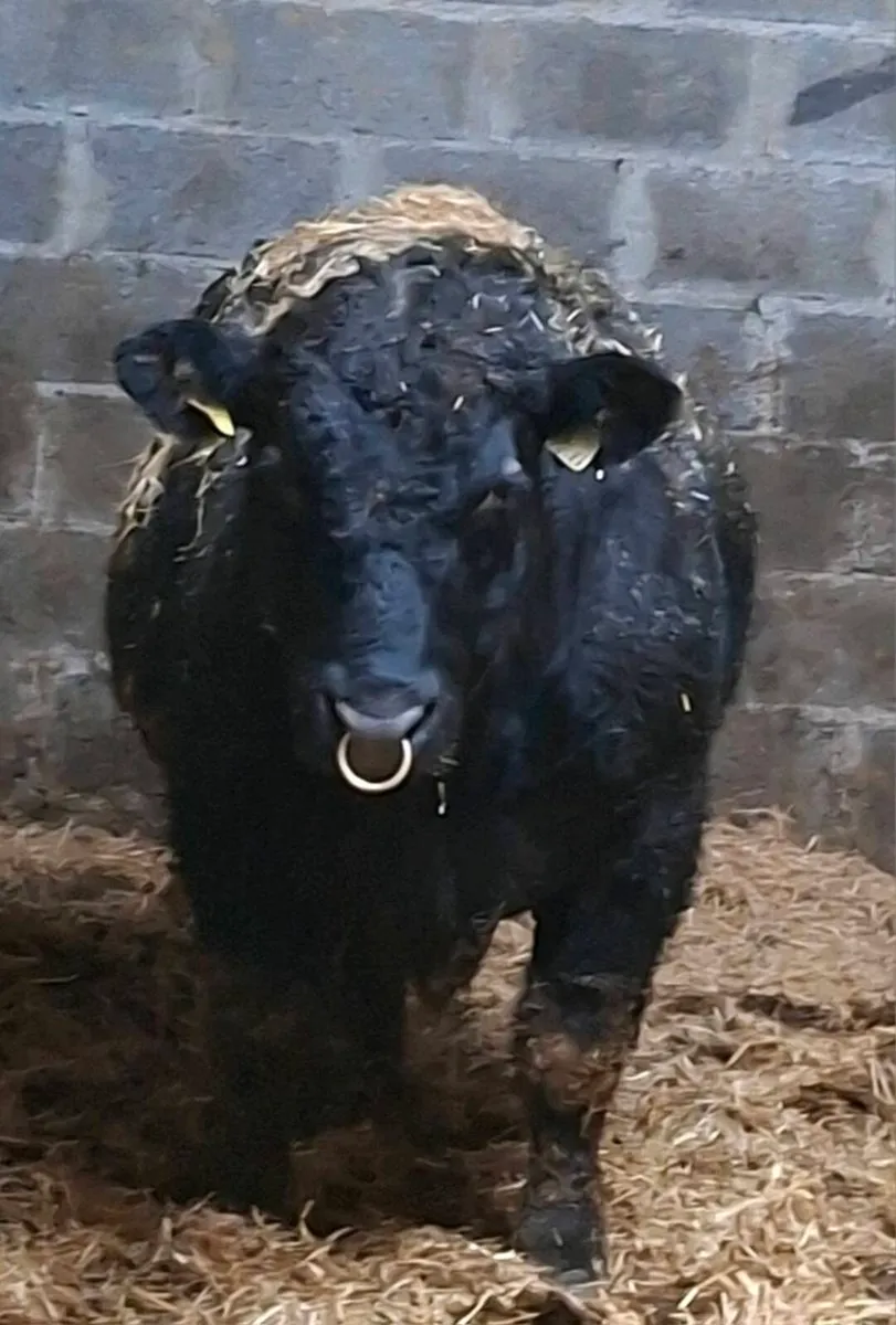 Pedigree Angus Bulls 🌟🌟🌟🌟🌟 - Image 2