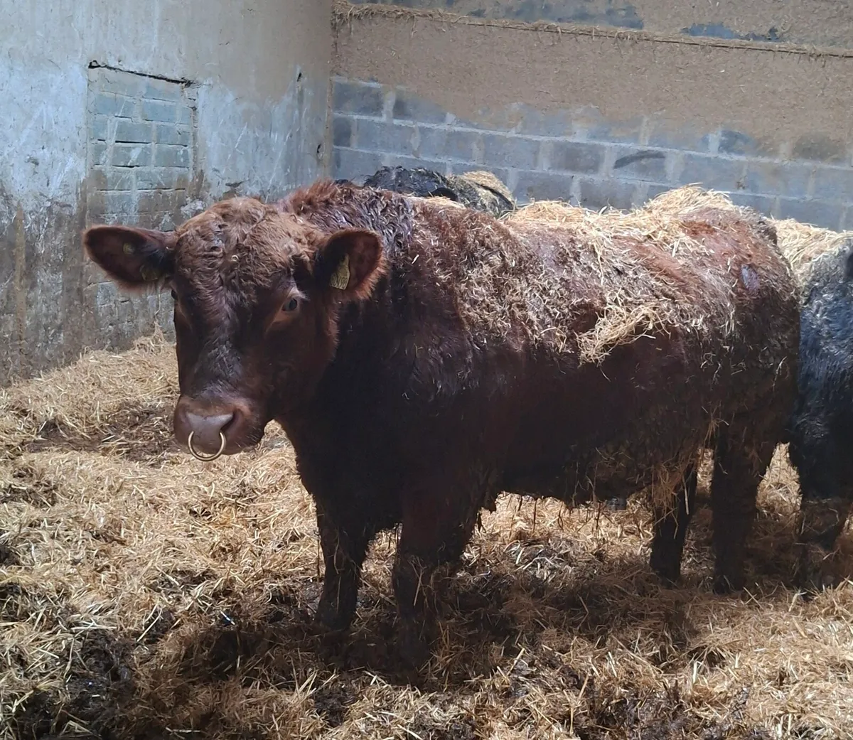 Pedigree Angus Bulls 🌟🌟🌟🌟🌟 - Image 3