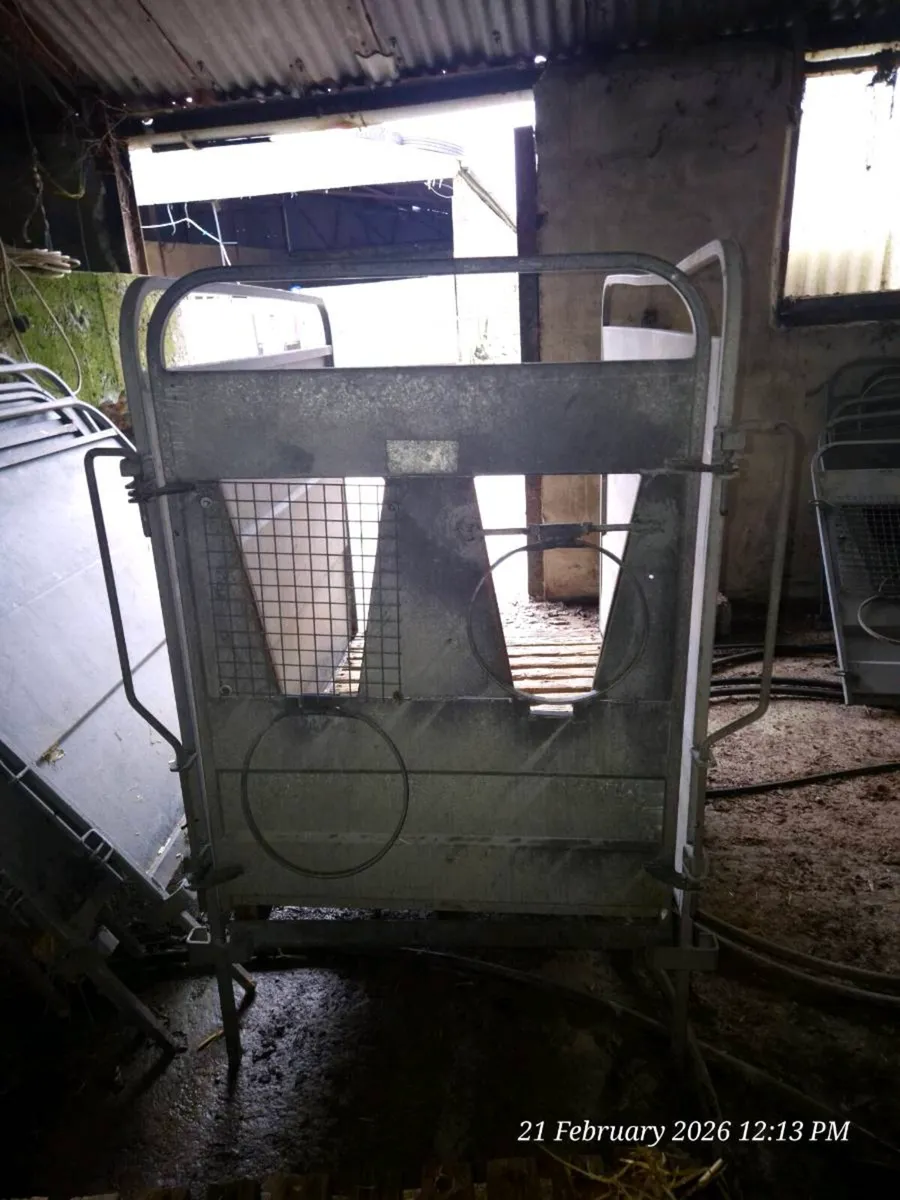 Indivudal calf pens - Image 1