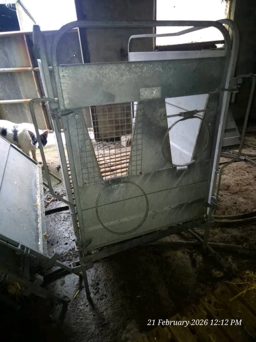 Indivudal calf pens - Image 2