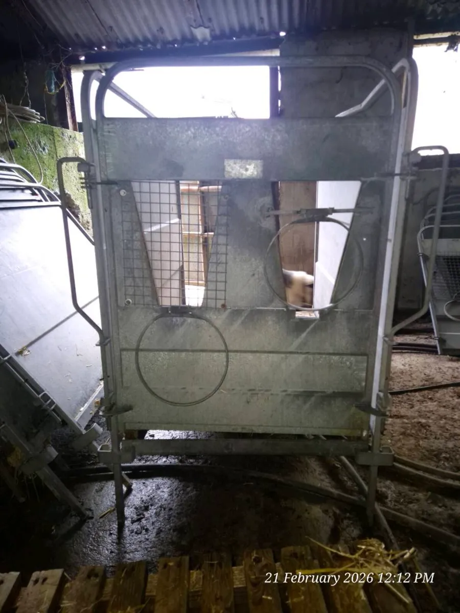 Indivudal calf pens - Image 4