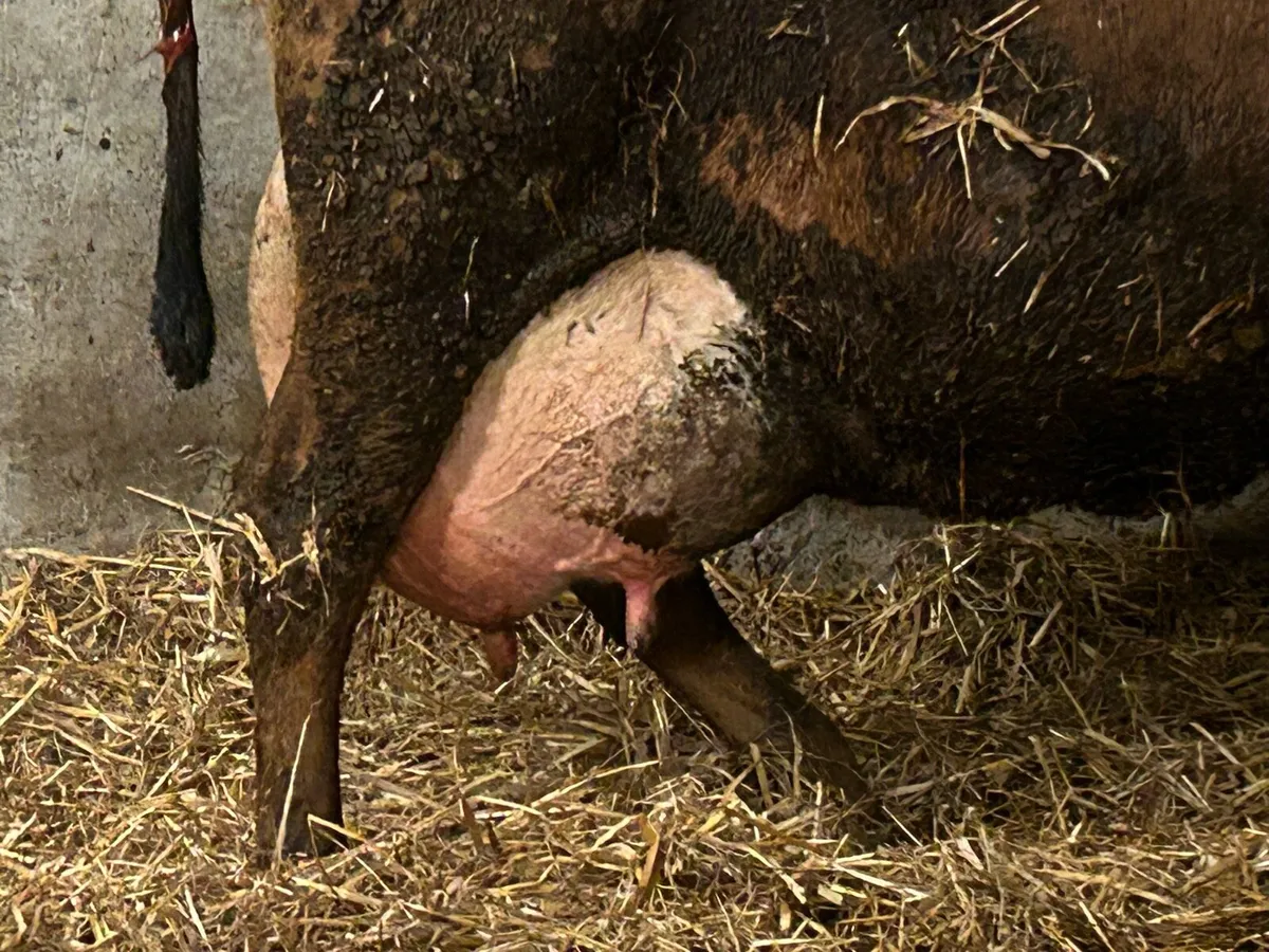 freshly calved foster/milking cow - Image 2