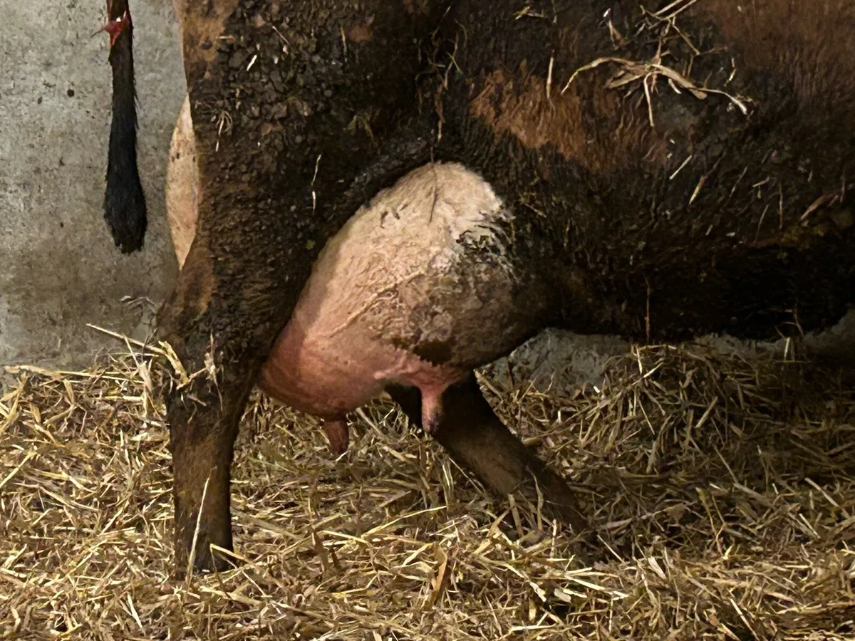 freshly calved foster/milking cow - Image 3